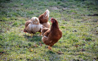 Protección eficaz con mallas electrificadas Chapron para aves | Nutriset
