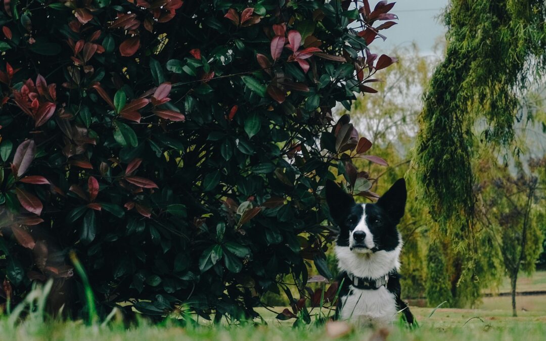 Cercados para perros: Protege a tu mascota y tu jardín | Chapron