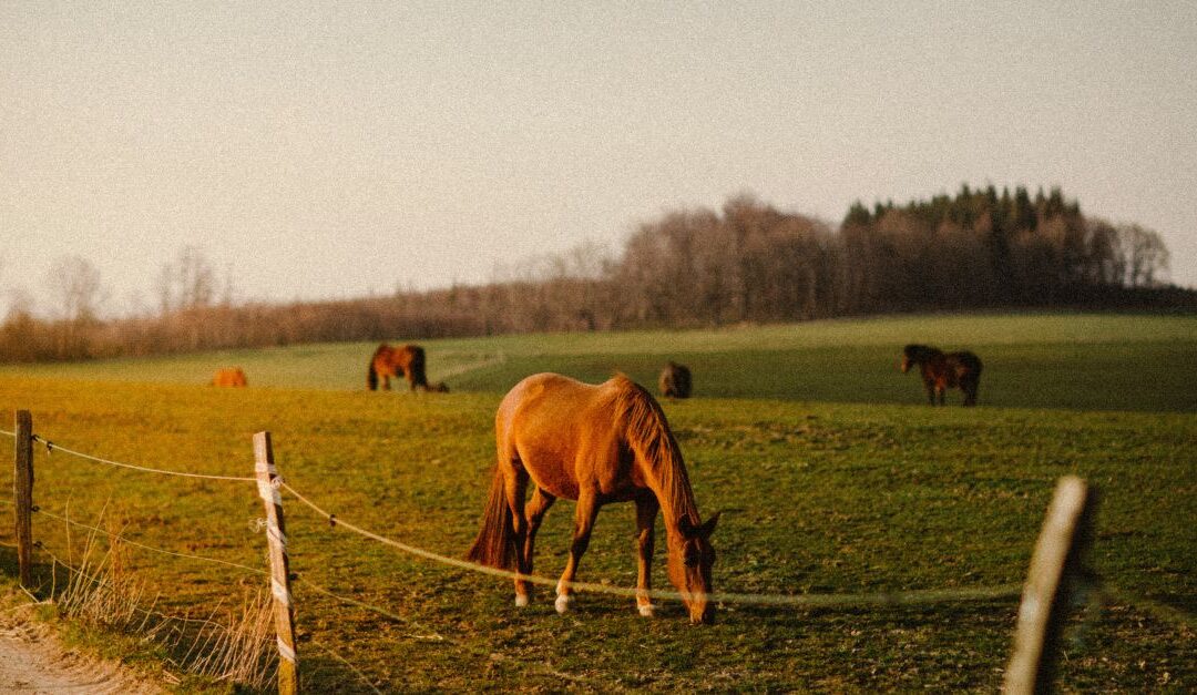 Cercado eléctrico para caballos Chapron | Nutriset